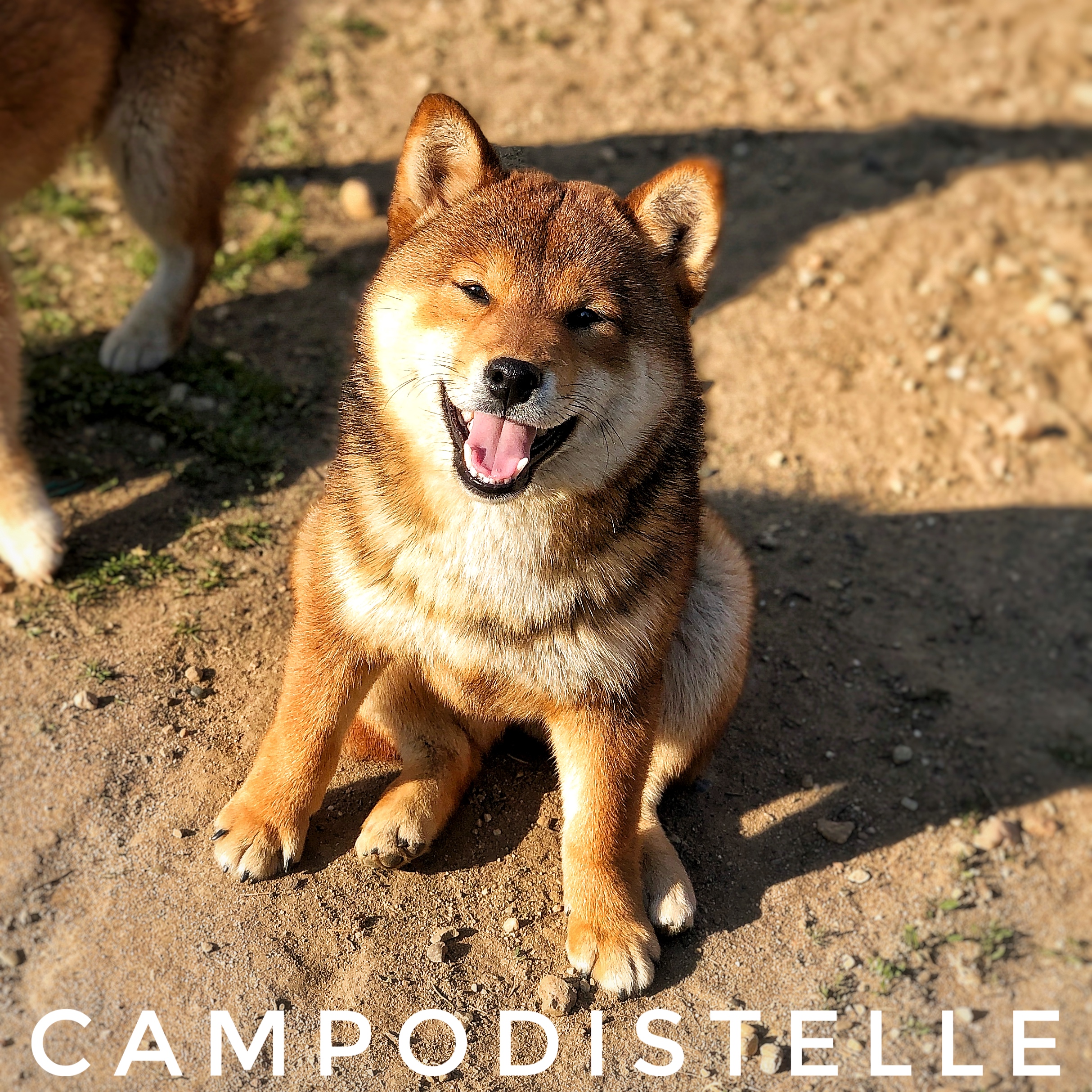 Atena Del Campodistelle