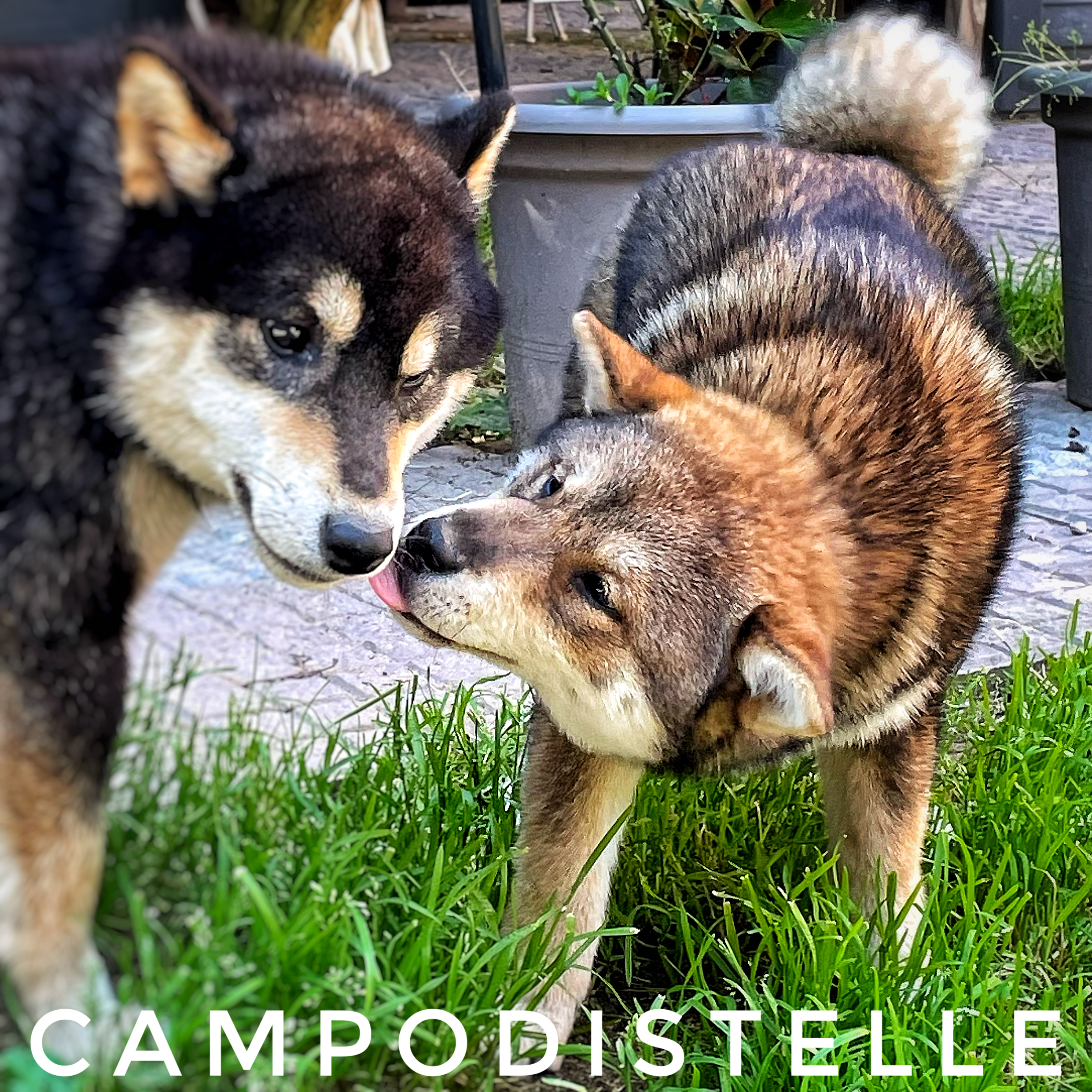 Crème Caramel Del Campodistelle