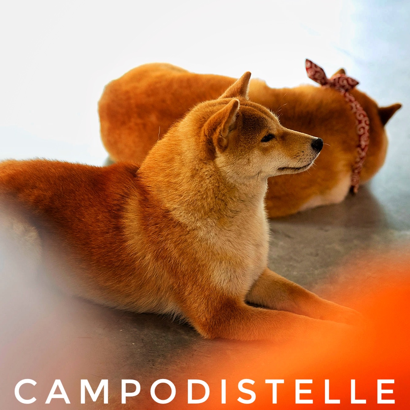 Cherry Del Campodistelle