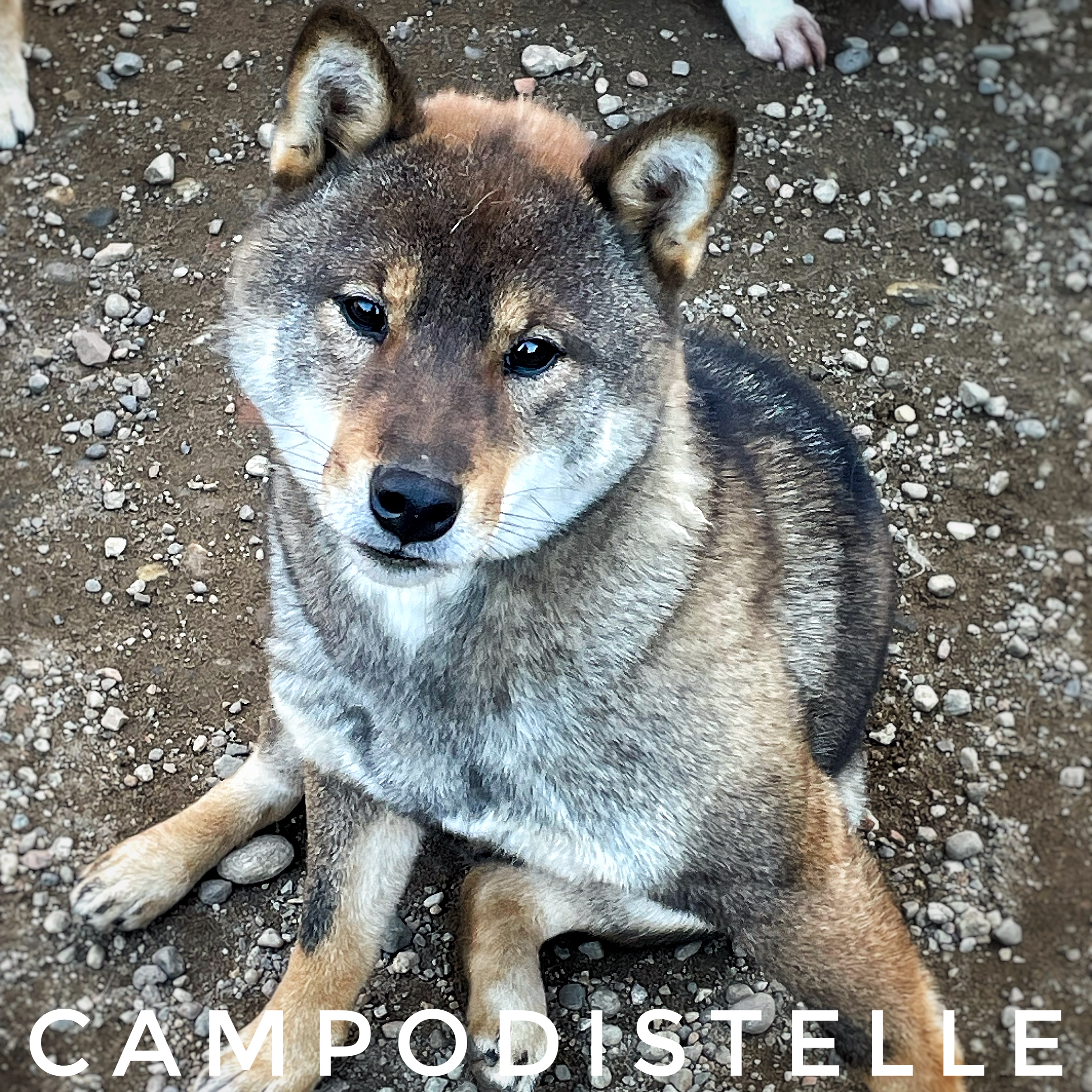 Whisky e Cola Del Campodistelle