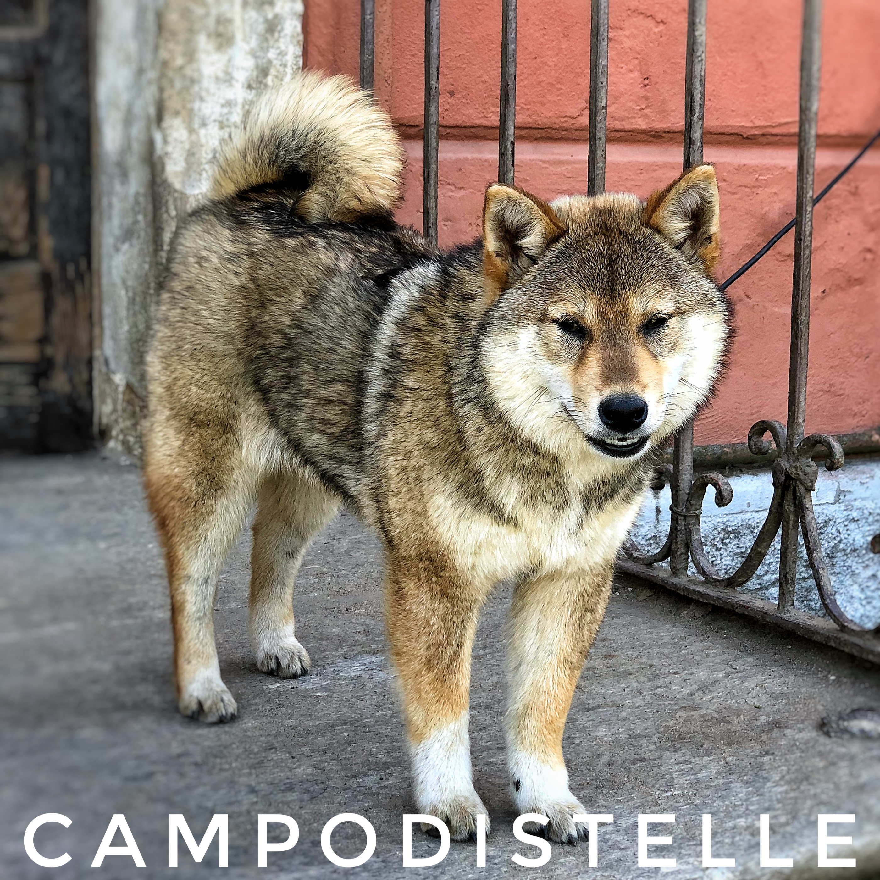Donnola Del Campodistelle