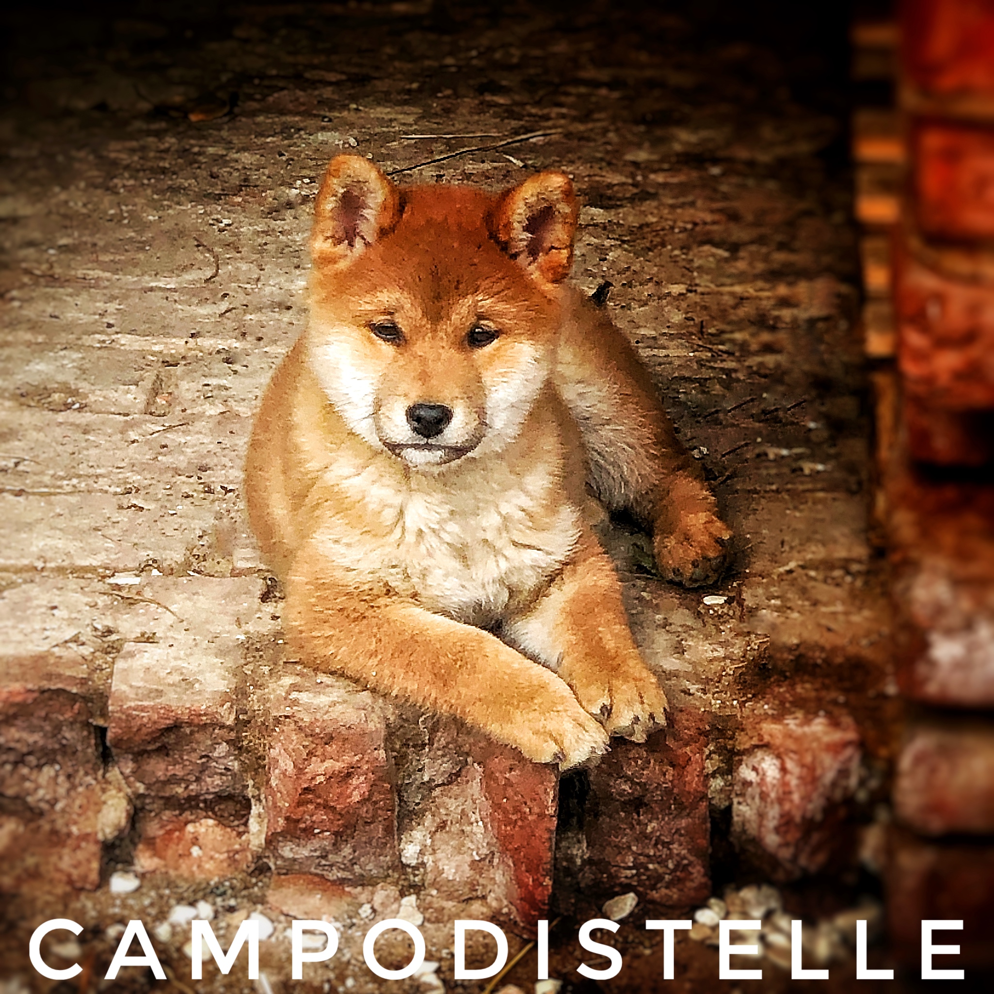 Futura Del Campodistelle