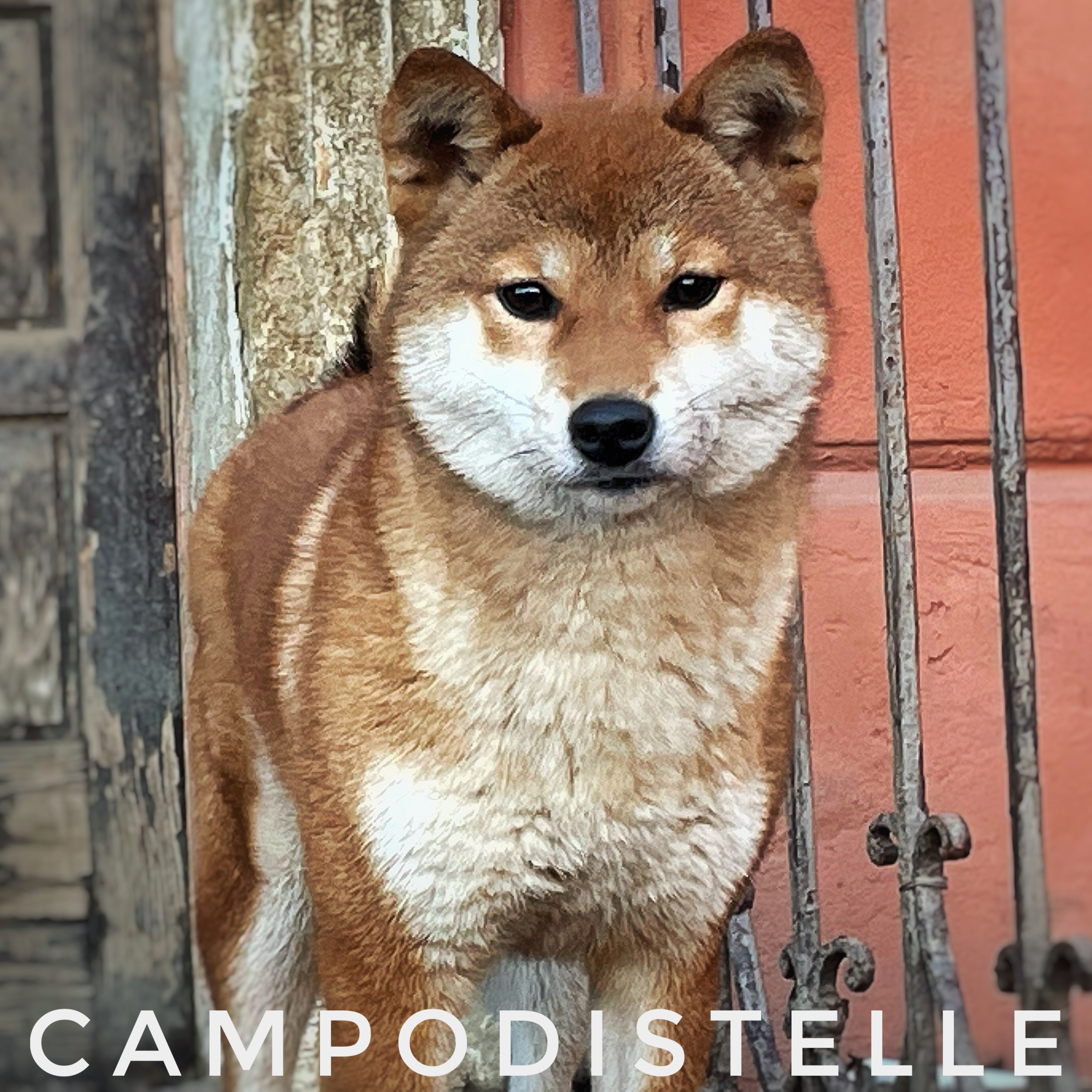 Ginger Del Campodistelle