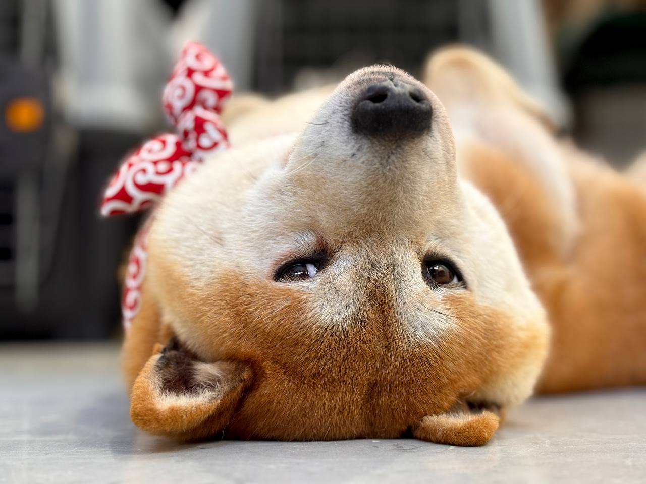Shiba Inu Campodistelle