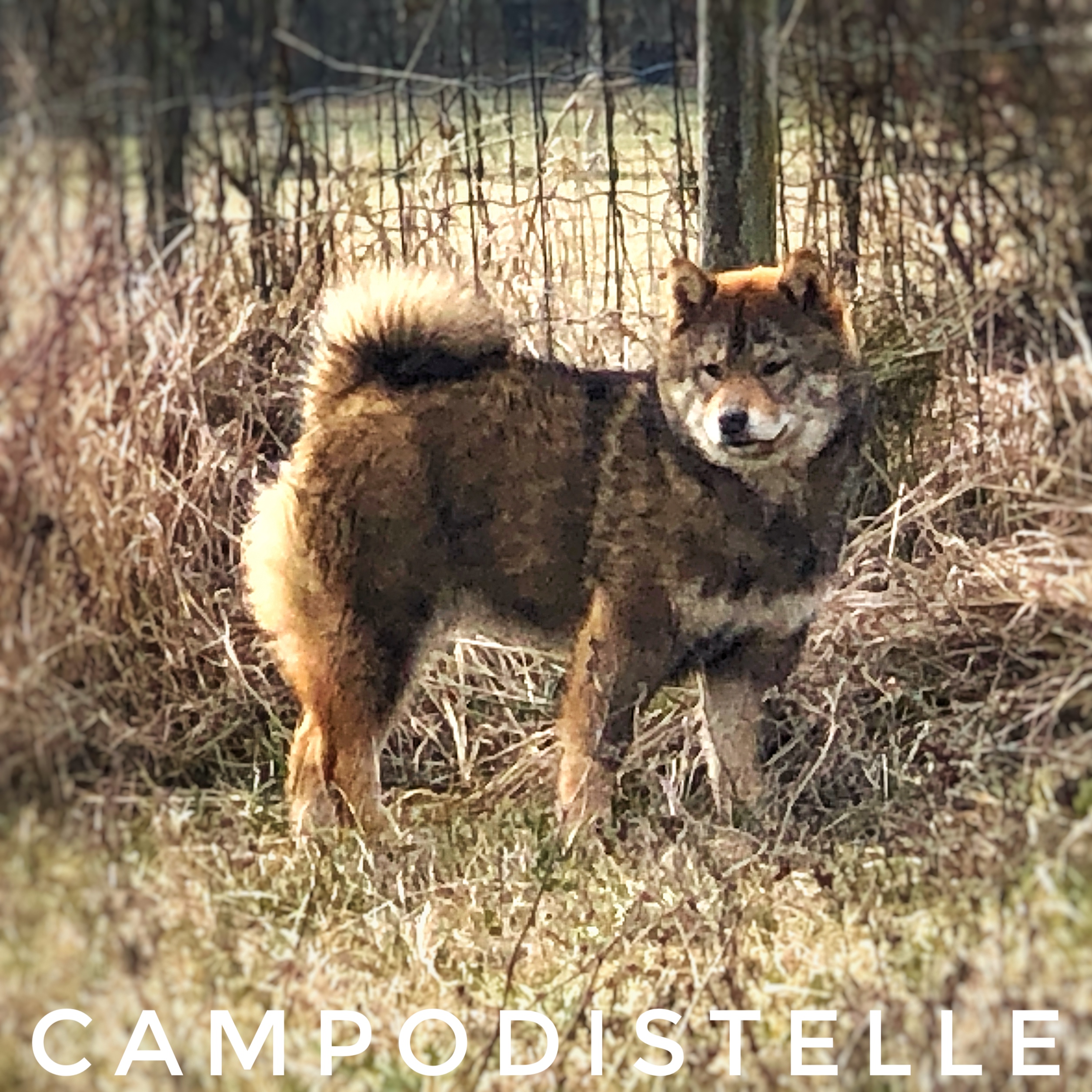 Mitsouko Del Campodistelle