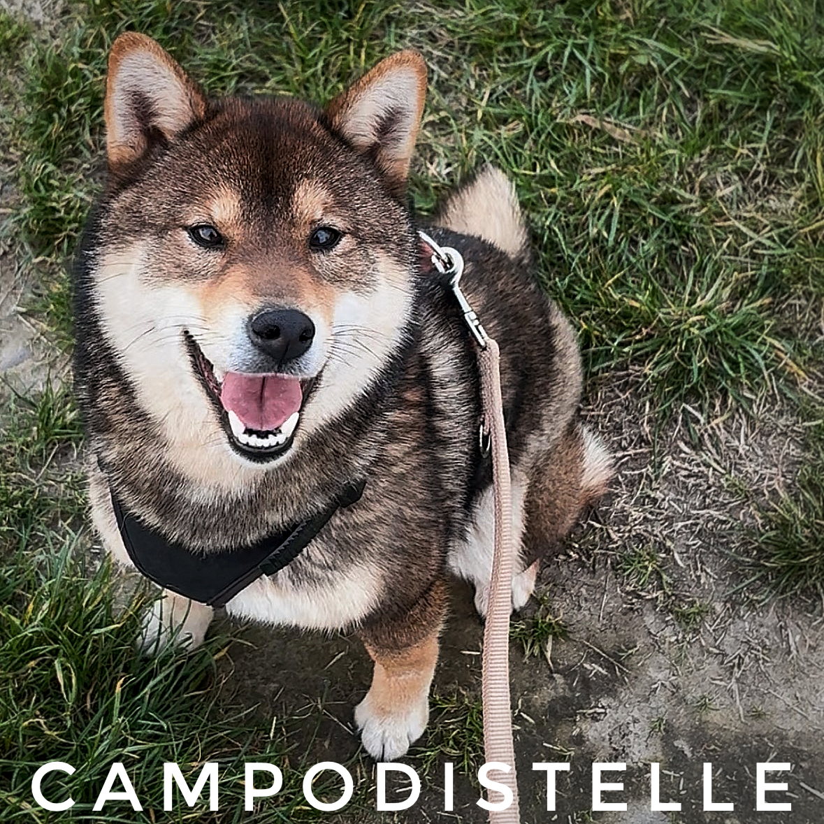 Suzume Iwato Del Campodistelle