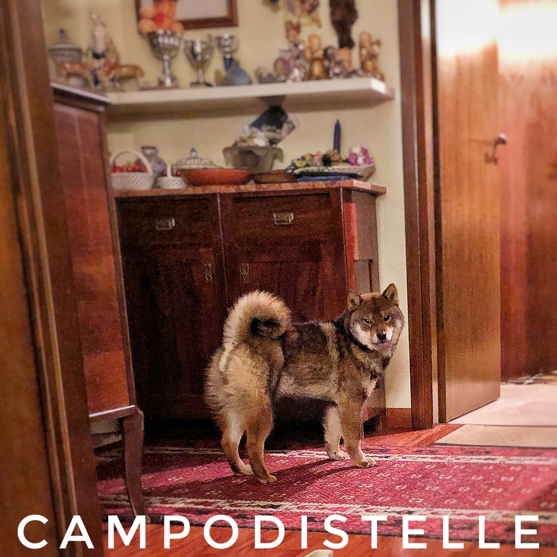 Nemo Del Campodistelle