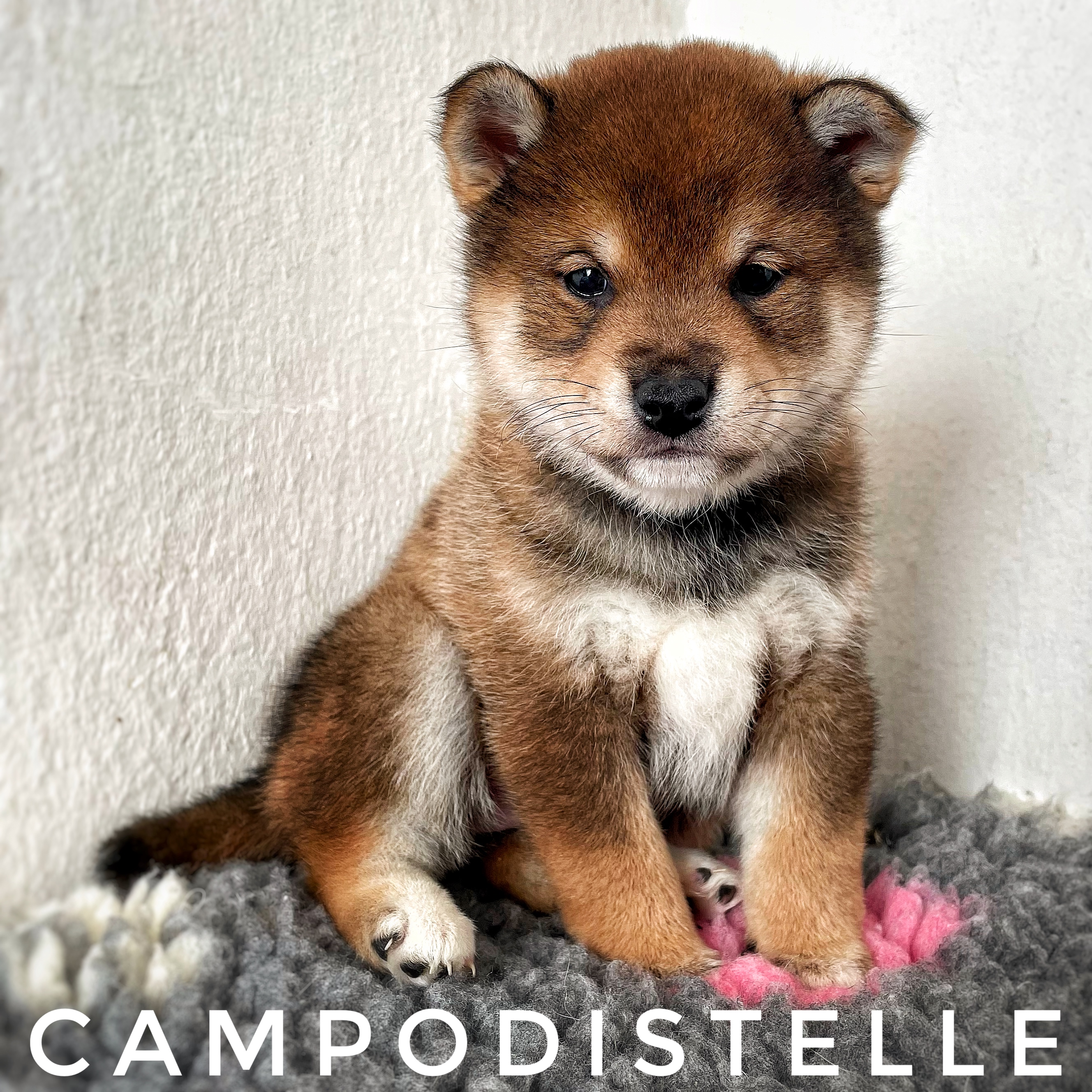 Oreo Del Campodistelle