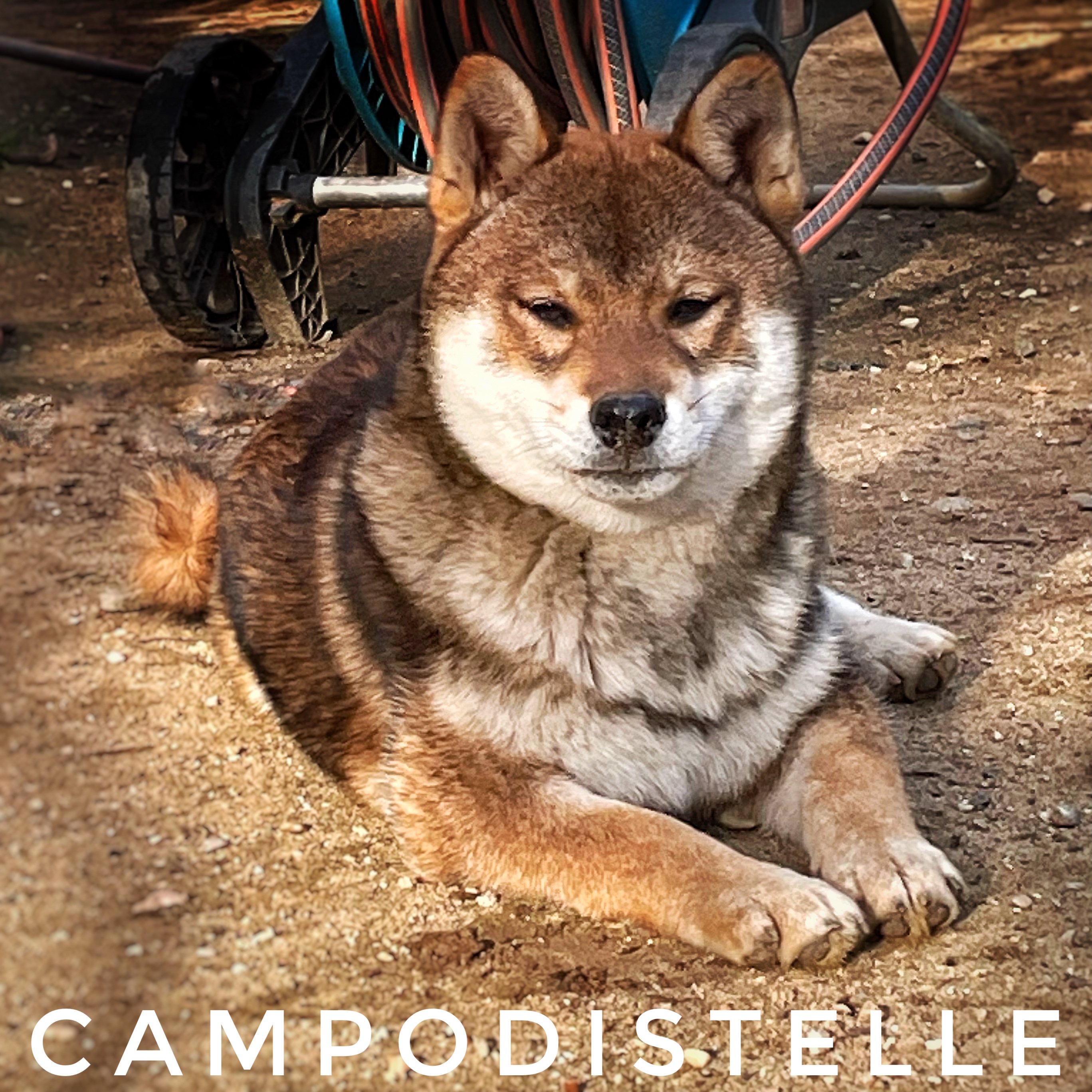 Oreo Del Campodistelle